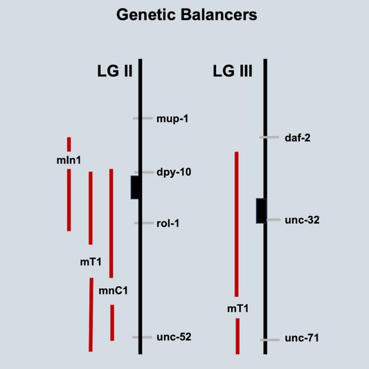 Balancer Cross