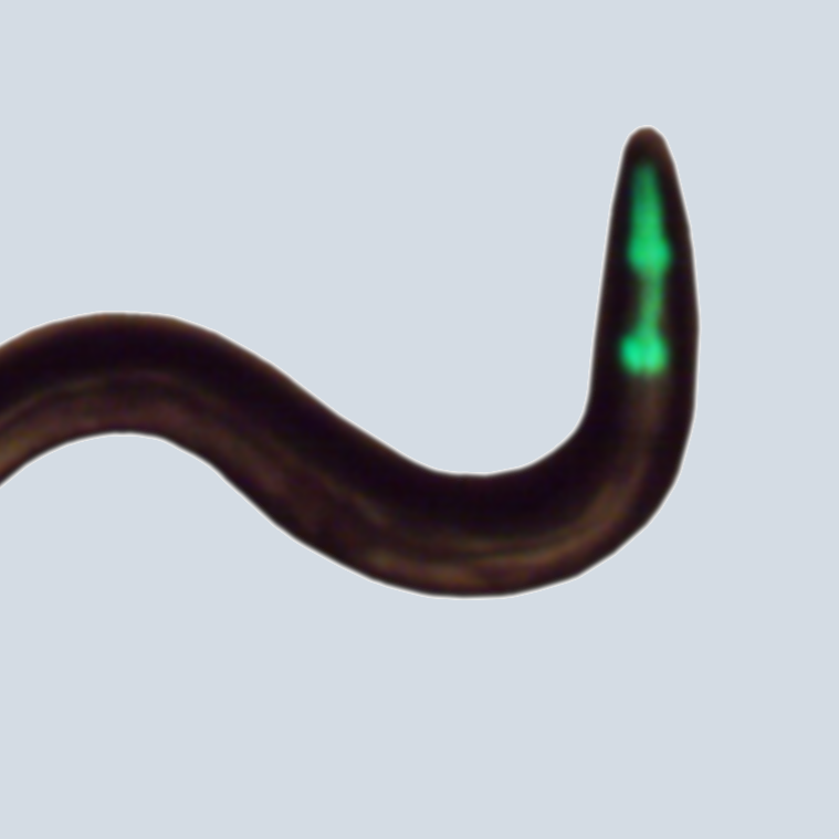 Full Extrachromosomal Array Service