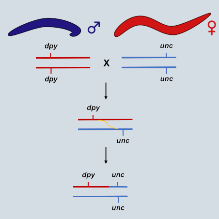 Double Mutant Construct