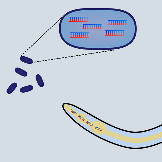 Feeding RNAi