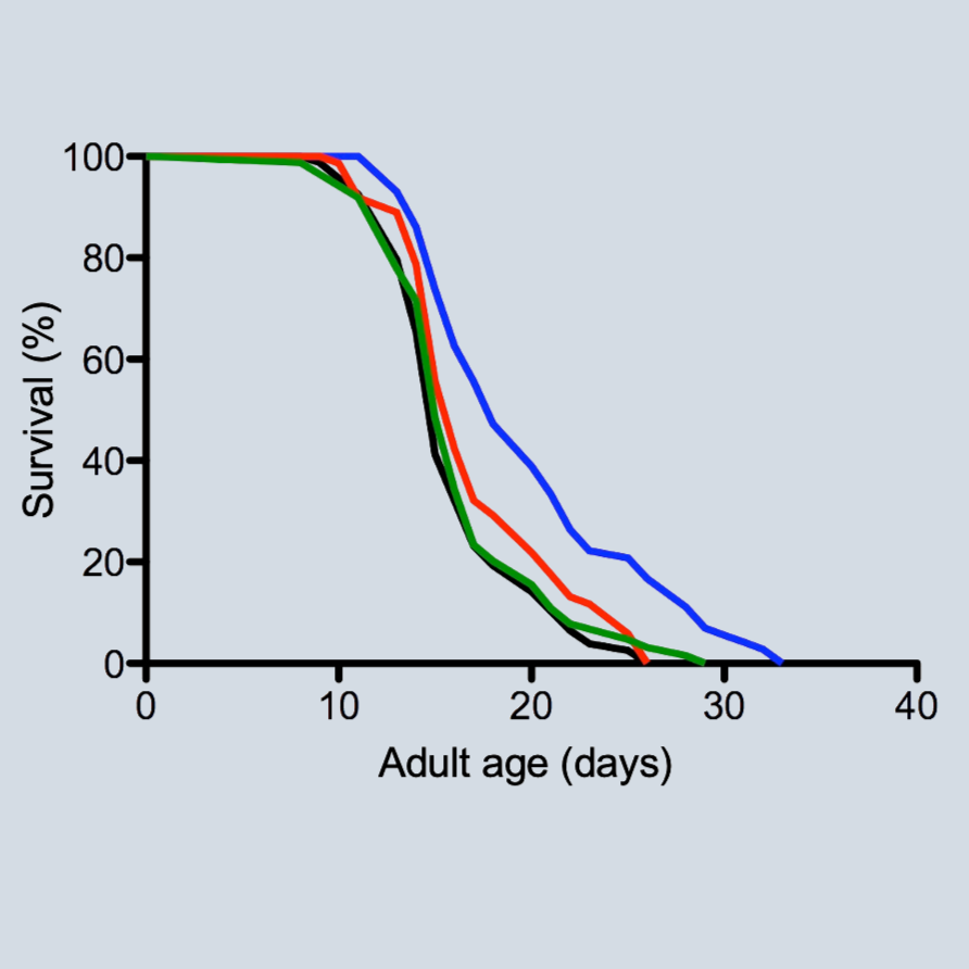 Lifespan Assay
