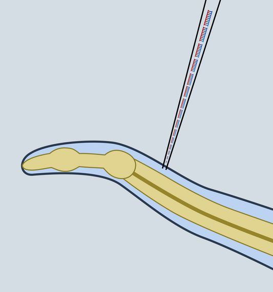 Microinjection RNAi