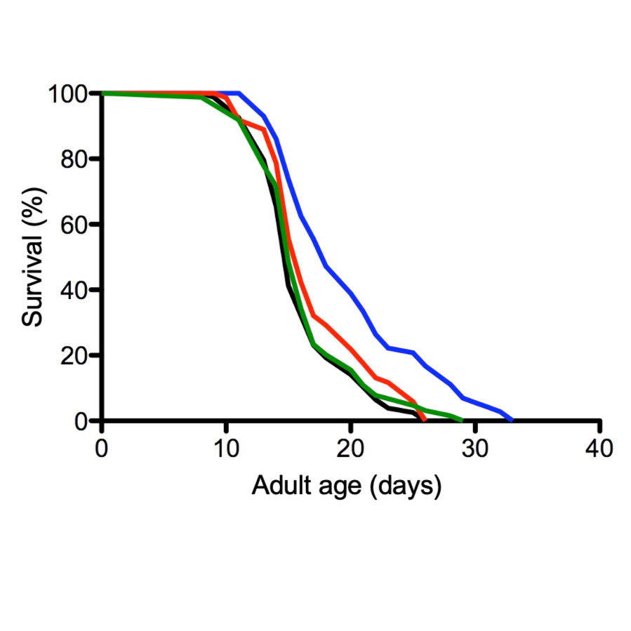 C. elegans Lifespan Assays