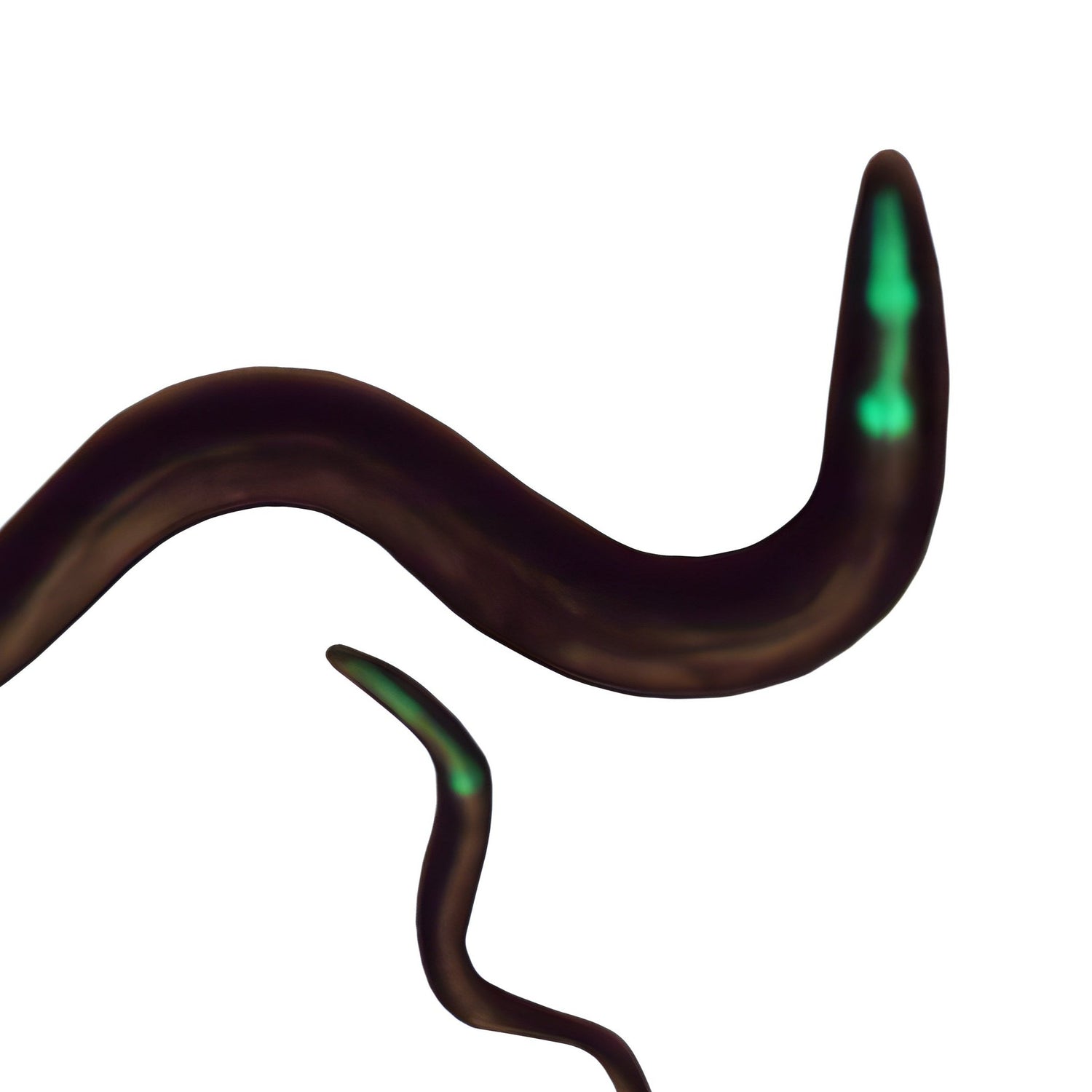 C. elegans Transgenics Services