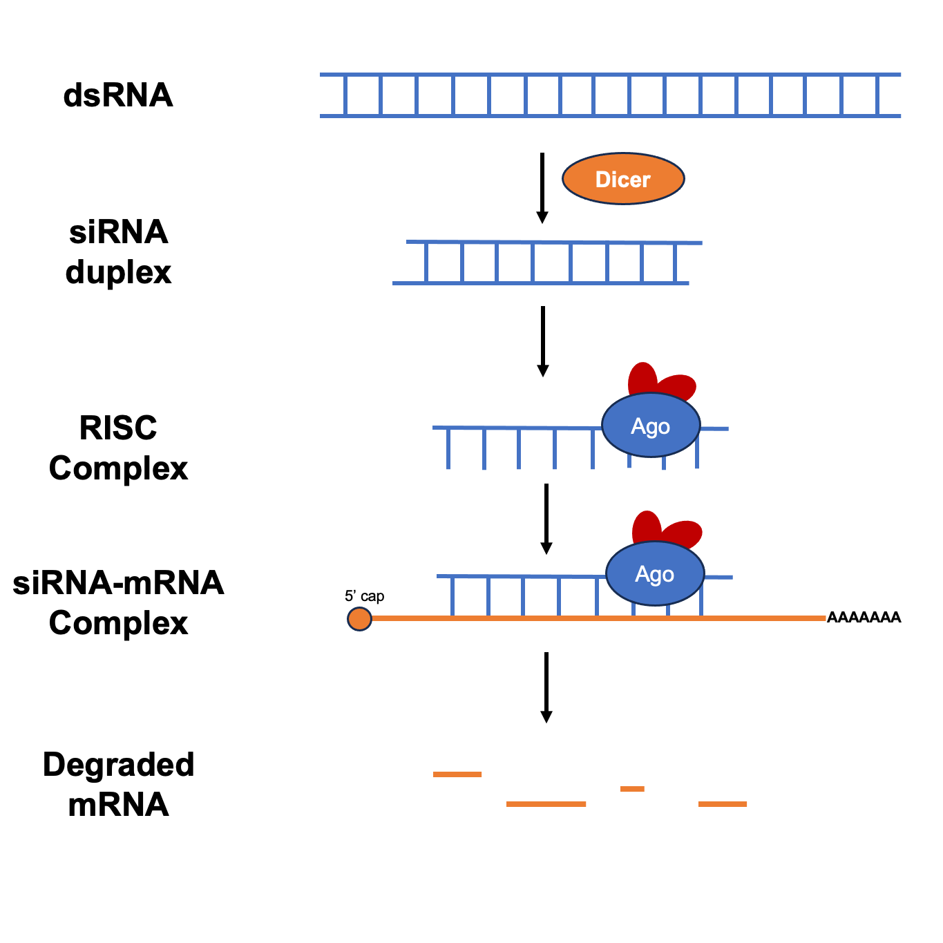 C. elegans RNAi Services