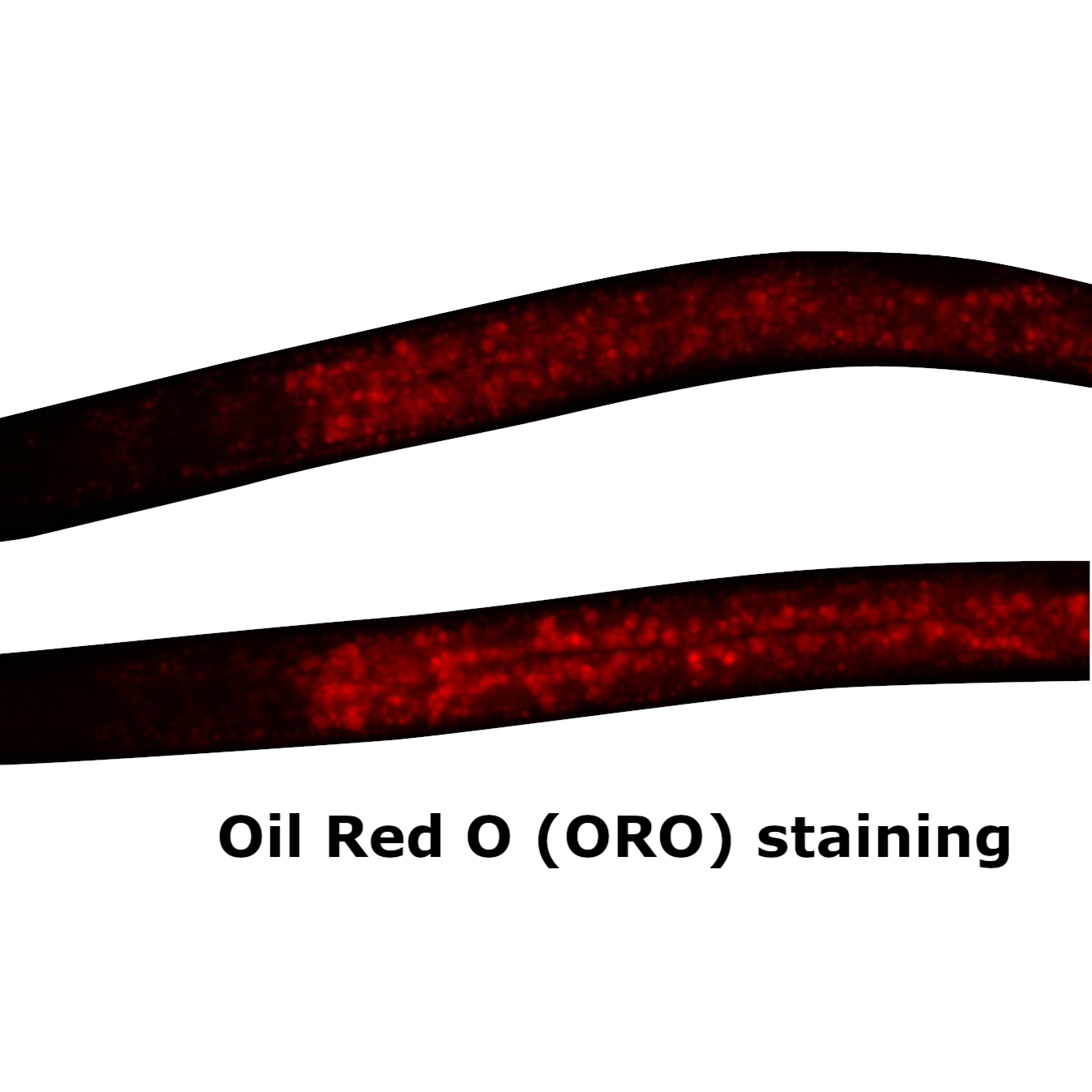 C. elegans Physiology Assays