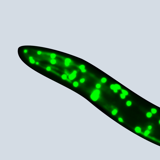 Extrachromosomal Array Microinjection Service
