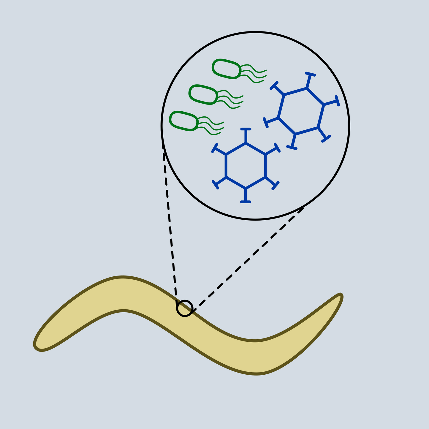 Pathogen Infection Assay