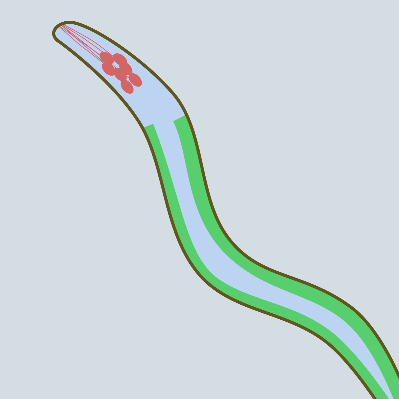Tissue-specific feeding RNAi