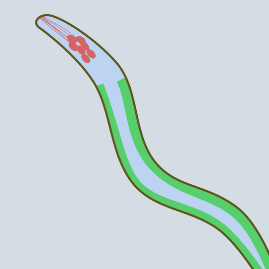 Tissue-specific feeding RNAi